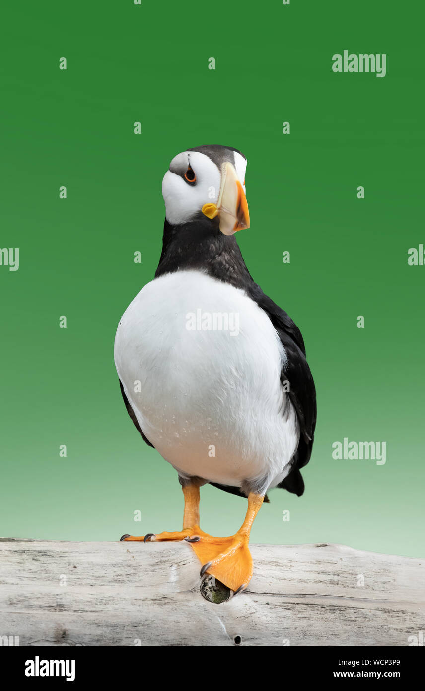 Nord America; Stati Uniti; Alaska; Chiswell isole; fauna; uccelli; uccelli marini; Cornuto Puffin (Fratercula corniculata) Foto Stock