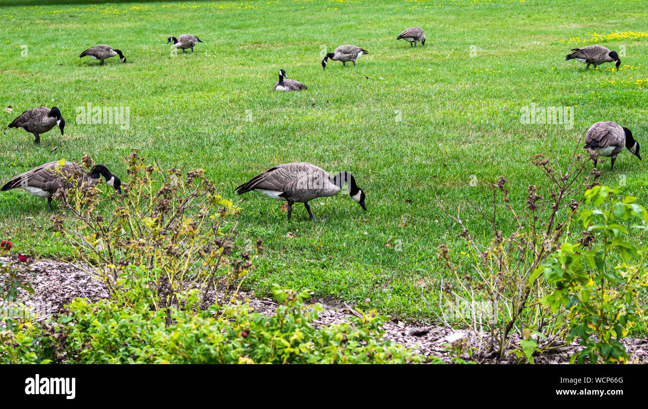 Un branco di oche del Canada pascolano in un luminoso campo verde, alimentazione sull'erba. Foto Stock