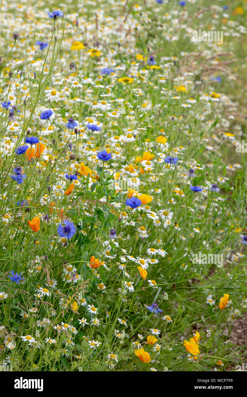 Prato di fiori selvaggi in un giardino inglese. Regno Unito Foto Stock