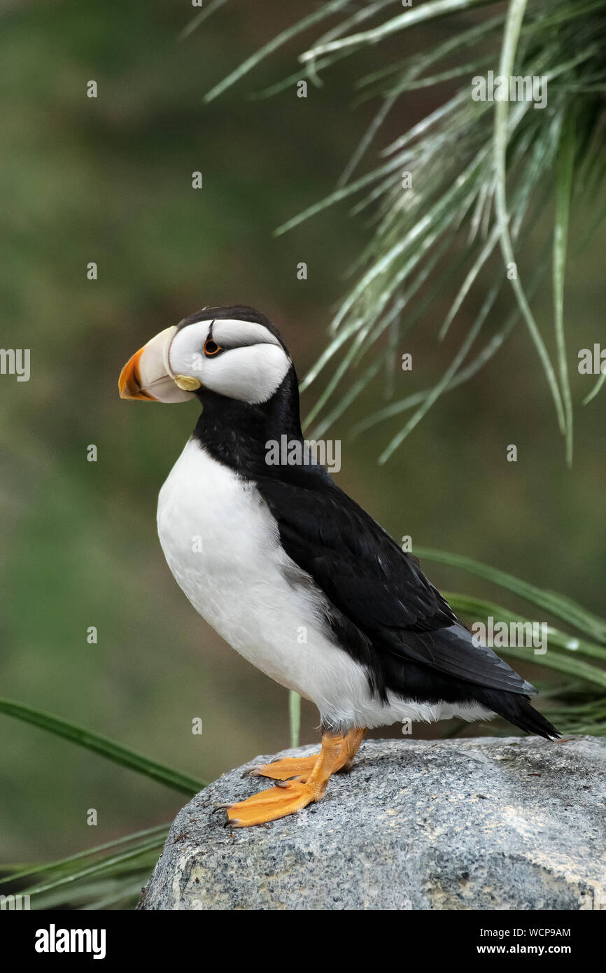 Nord America; Stati Uniti; Alaska; Isole Pribilof; Isola di San Paolo; fauna; uccelli; uccelli marini; Cornuto Puffin; (Fratercula corniculata) Foto Stock