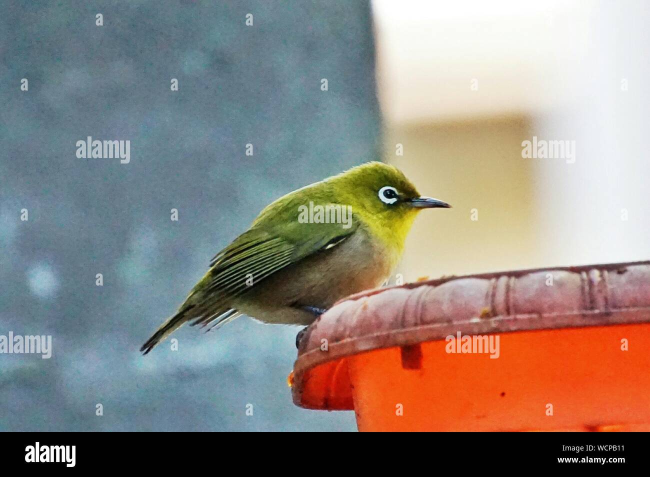 Vista laterale di uccello verde Foto Stock