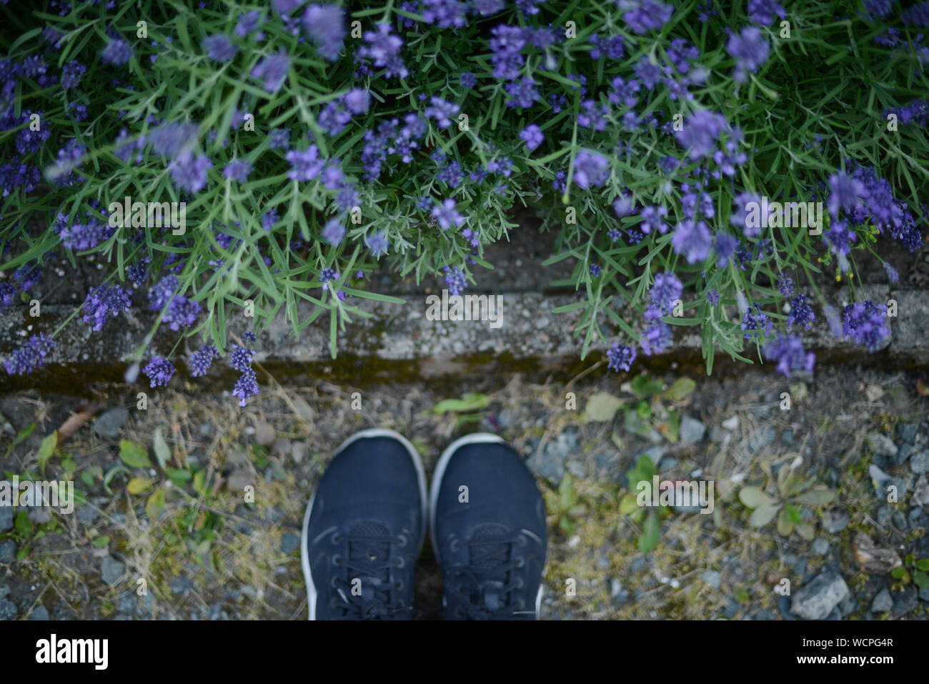 Una persona stadning davanti di lavanda aiuola Foto Stock