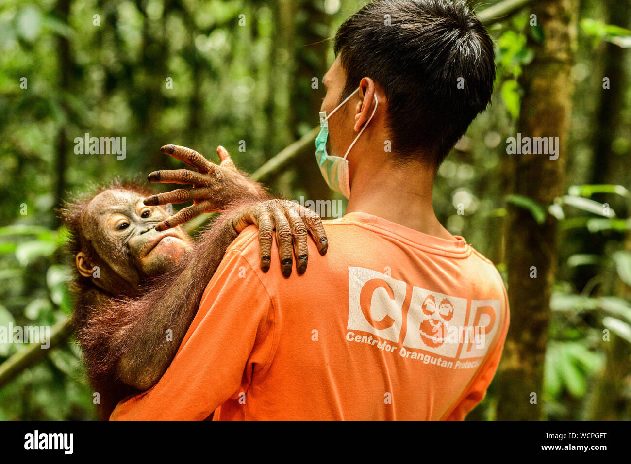 Berau, Indonesia. 28 Agosto, 2019. Un bambino Borneo orangutan Happi denominata, accompagnati da una guardia di conservazione dopo essere stato sottoposto a post-confisca quarantena al un orangutan centro di riabilitazione. Le piantagioni di palma da olio tagliata di vitale importanza primaria e secondaria distruggendo le foreste habitat di animali selvatici compresi in via di estinzione e Bornean orangutan di Sumatra. Il Centro per la protezione Orangutan è la promozione di almeno otto orfani Borneo orangutan. Il programma di orangutan al di sotto dei 5 anni insegna loro a vivere nel loro habitat naturale, prima di rilasciare il loro ritorno nel selvaggio. Foto Stock
