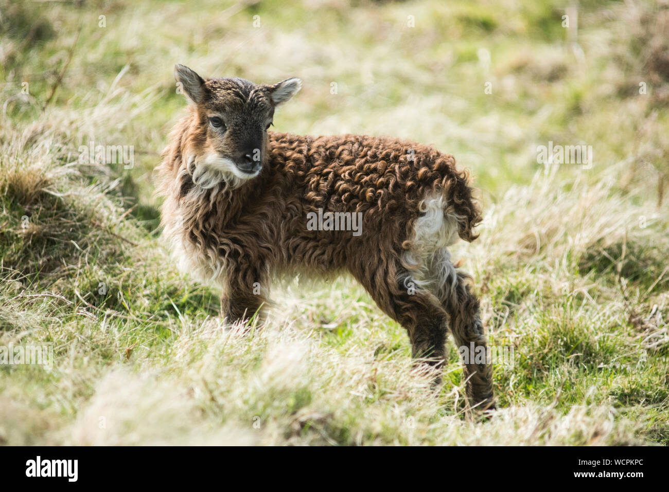 Soar pecore, Lundy Foto Stock