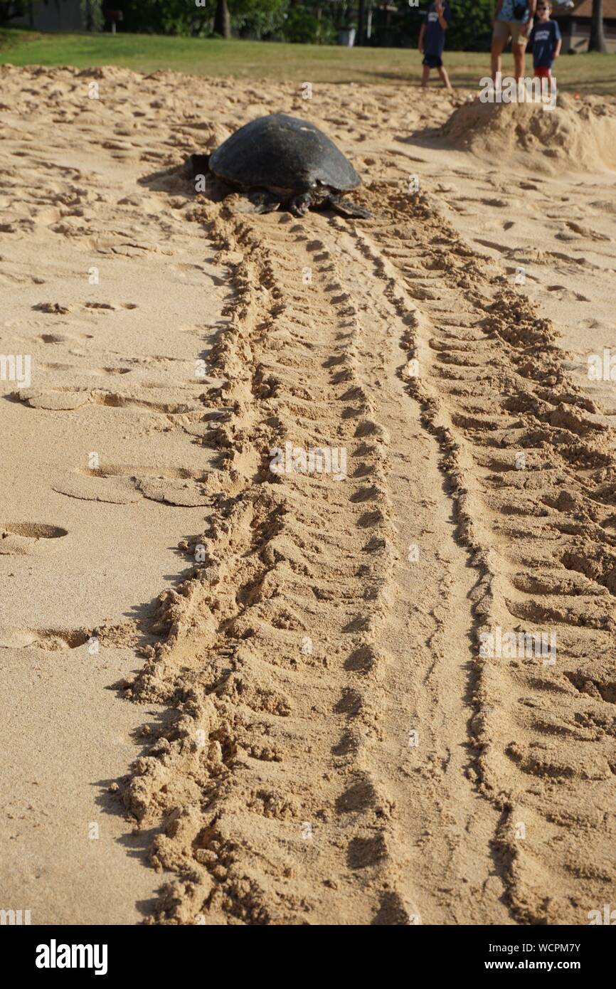 La tartaruga marina verde hawaiana (Honu) lascia tracce distintive nella sabbia mentre sale sulla spiaggia di Poipu a Kauai. Foto Stock