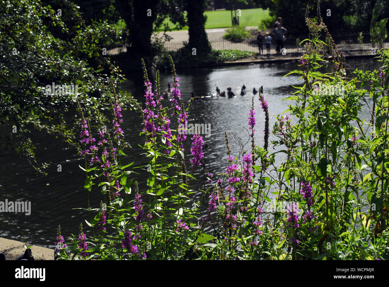 Anatre in uno stagno al Parco di Peckham Rye in primavera Foto Stock