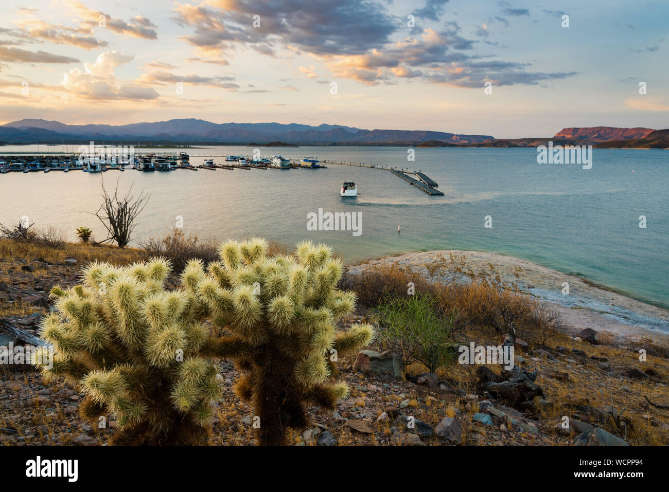 Una splendida Cholla cactus è il soggetto di questa immagine del Lago di piacevole e marina durante il tramonto. Foto Stock