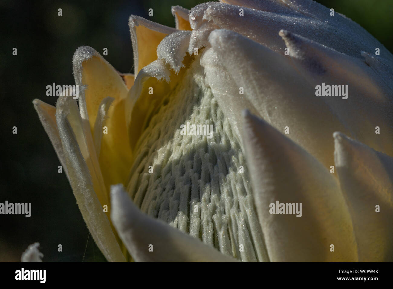 Re bianco Protea Inizio per aprire Foto Stock Re bianco Protea Inizio per aprire Foto Stock