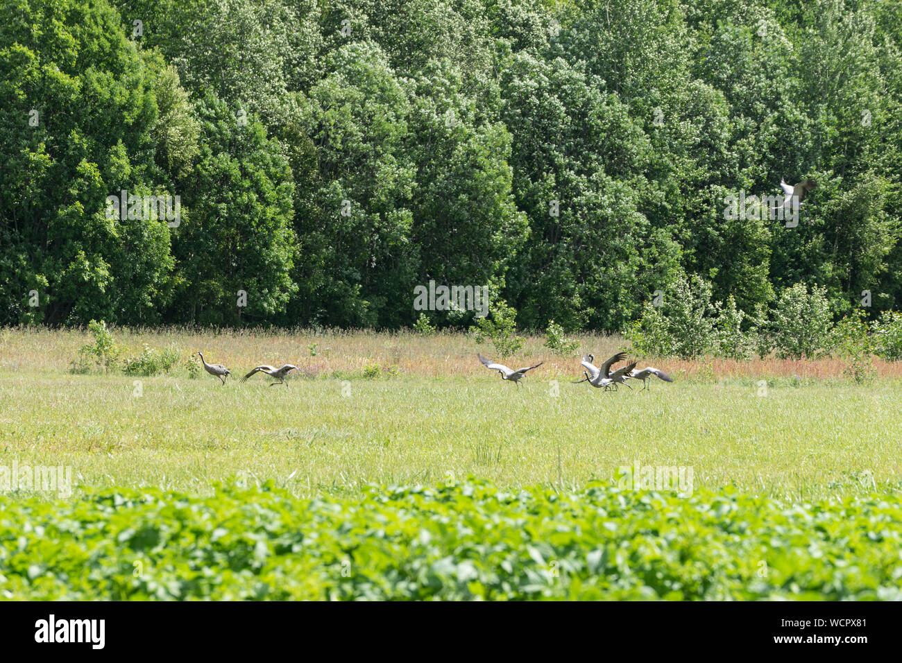 Grus grus. Gru comuni appoggiano sul bordo della foresta. Gli uccelli sul prato. Eurasian gru volo ascendente, ambiente naturale dello sfondo. Foto Stock