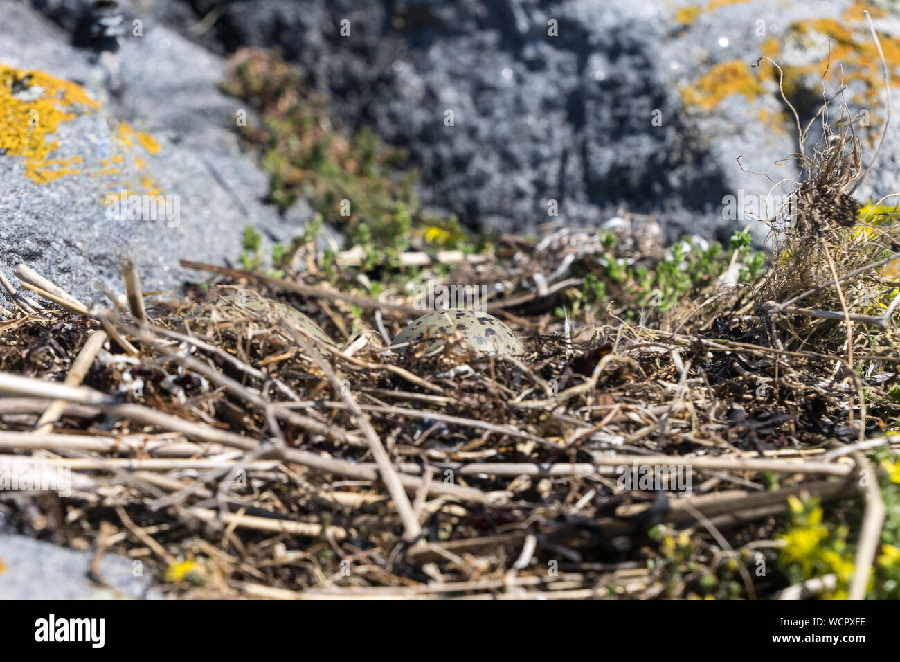 Larus. Gull uova in un nido di canne, ambiente naturale dello sfondo. Foto Stock