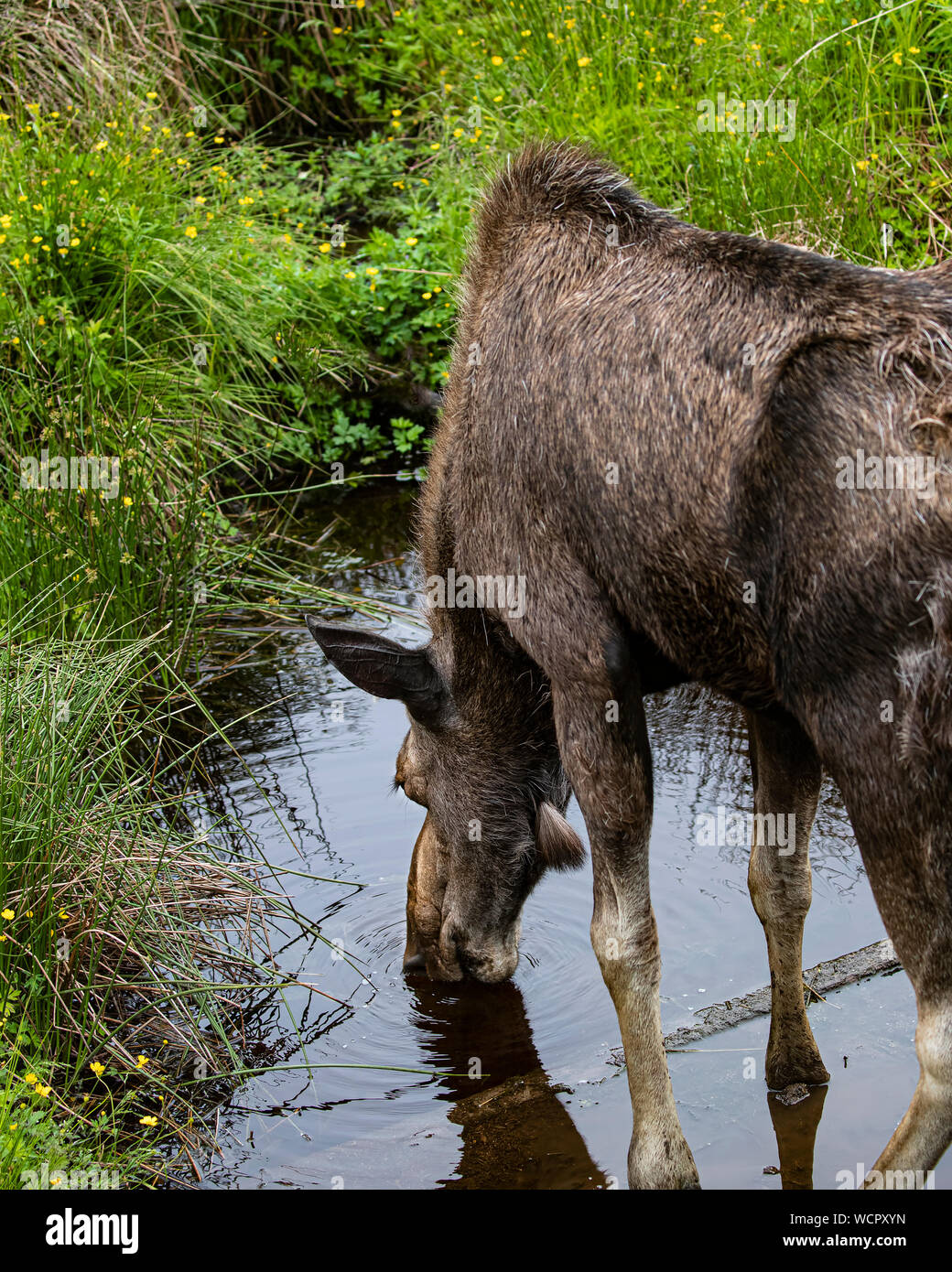 Moose bere e il pascolo in un prato verde Foto Stock