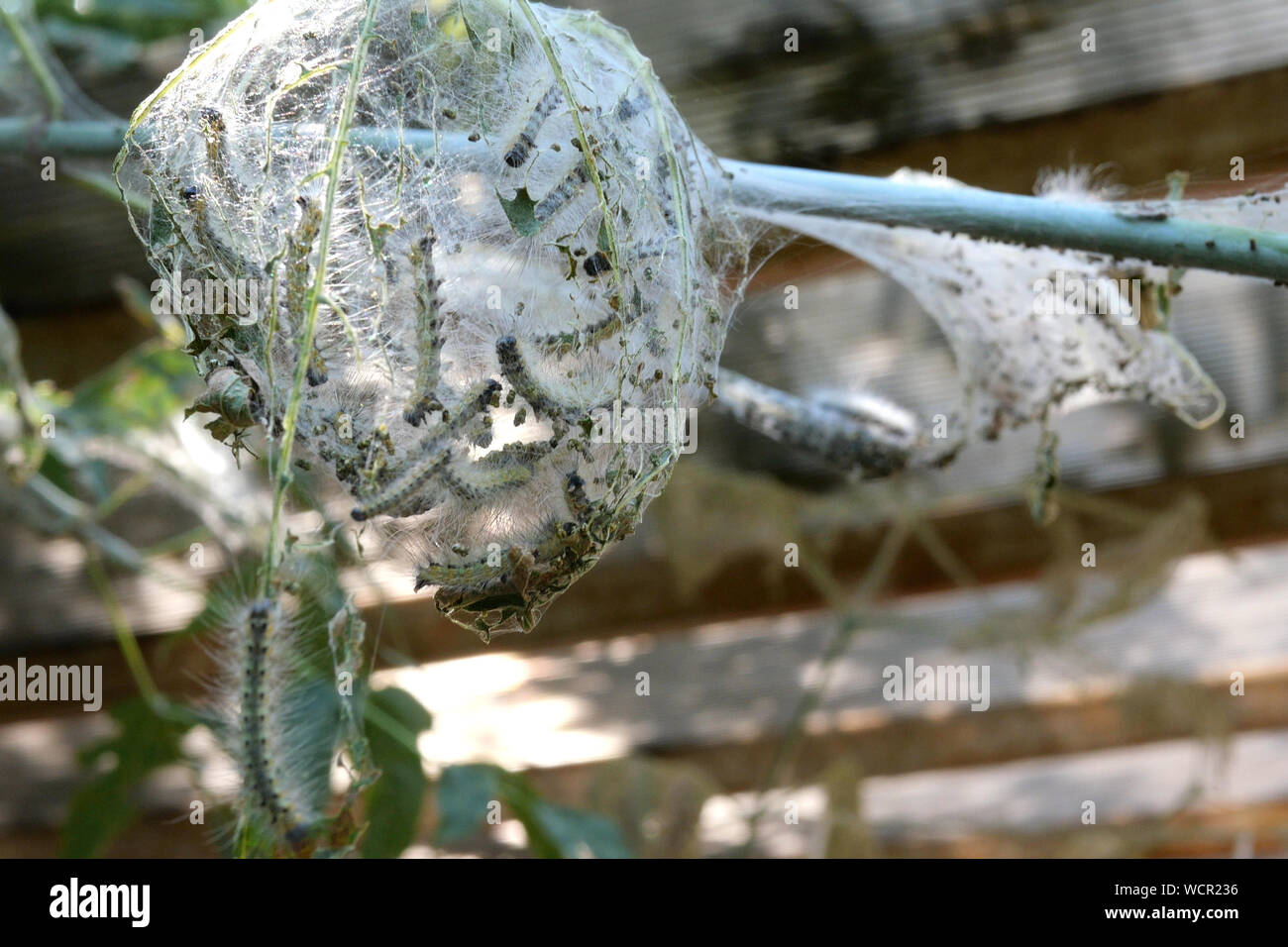 Albero nel giardino o nel cortile infestati con i bruchi e coperto con veli da spider moth. Malacosoma castrensis nella famiglia Lasiocampid Foto Stock