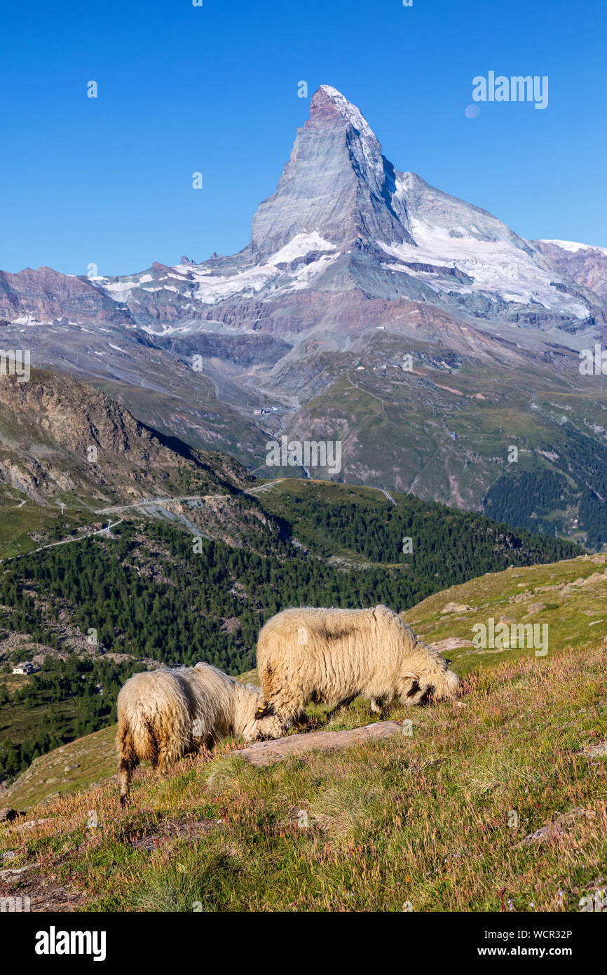 Vallese naso nero pecore ai piedi del Cervino, Zermatt, Vallese, Svizzera Foto Stock