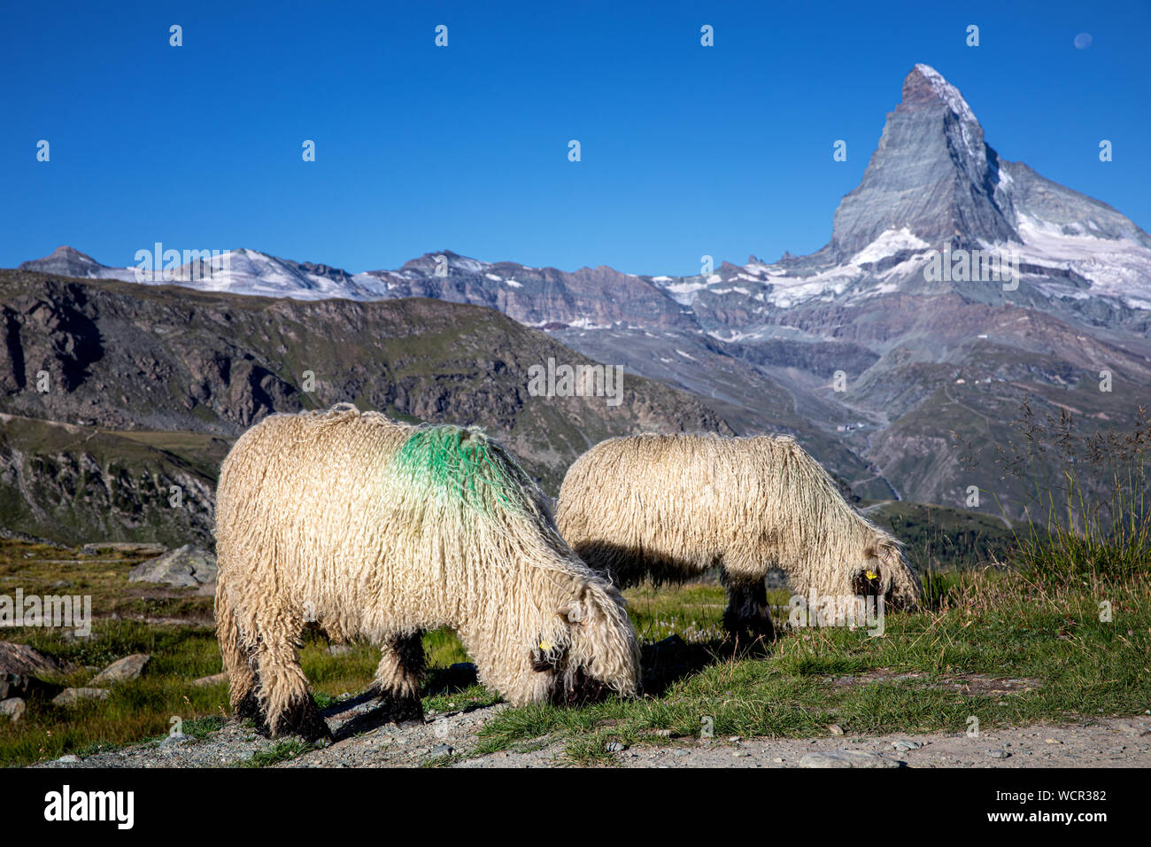 Vallese naso nero pecore ai piedi del Cervino, Zermatt, Vallese, Svizzera Foto Stock