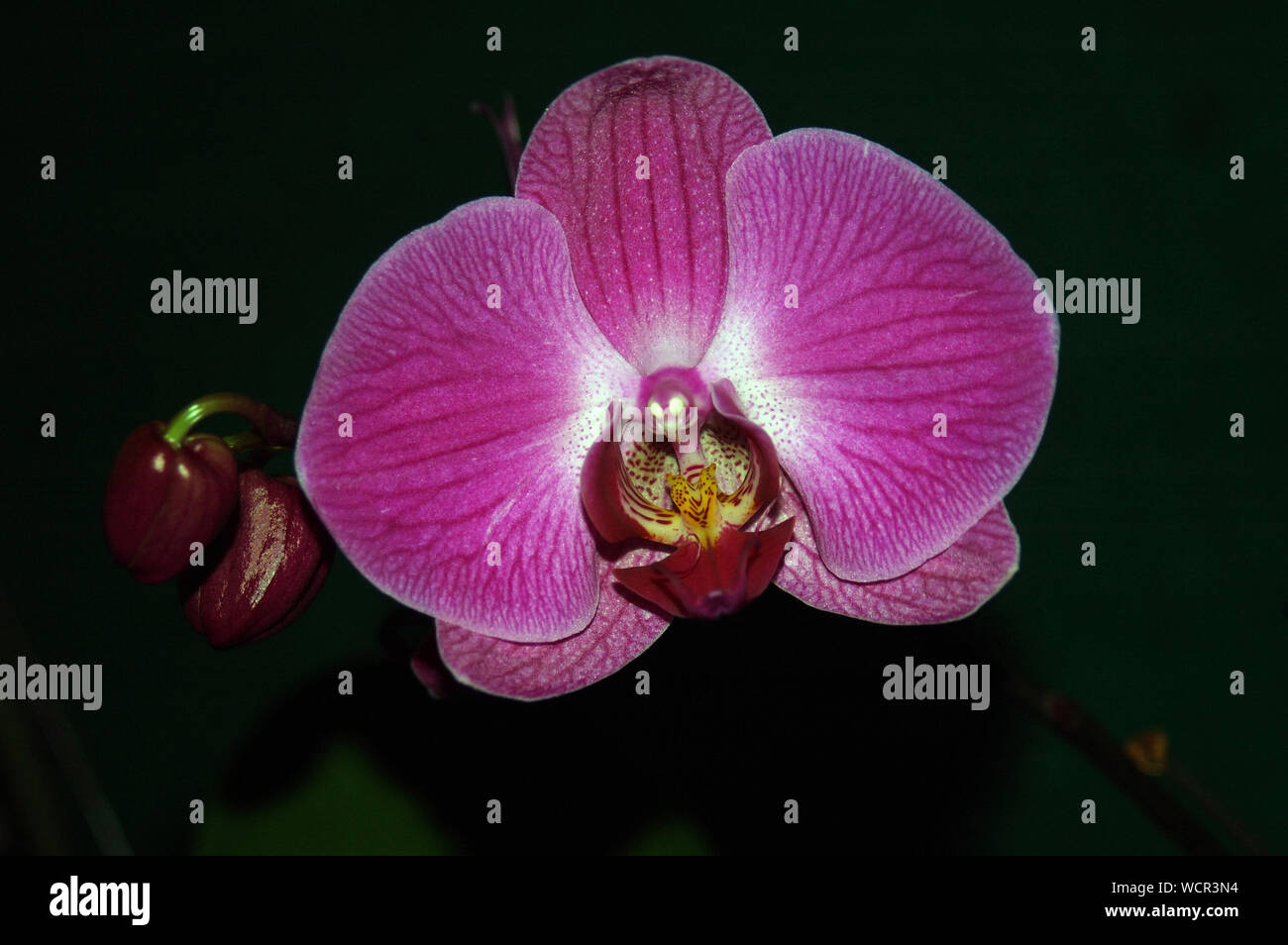 Grande rosa orchidee Phaleonopsis su sfondo nero Foto Stock