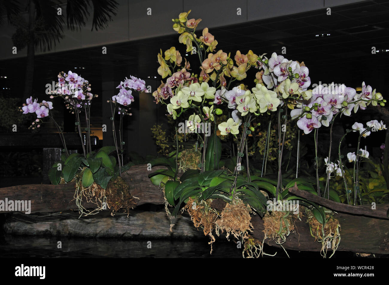 Splendide orchidee Phaleonopsis sul display Foto Stock