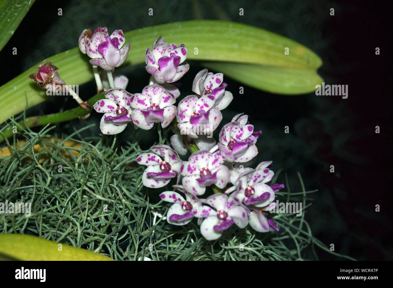 Bianco e viola di coda di volpe orchidee su sfondo nero - Rhynchostylis gigantea Foto Stock