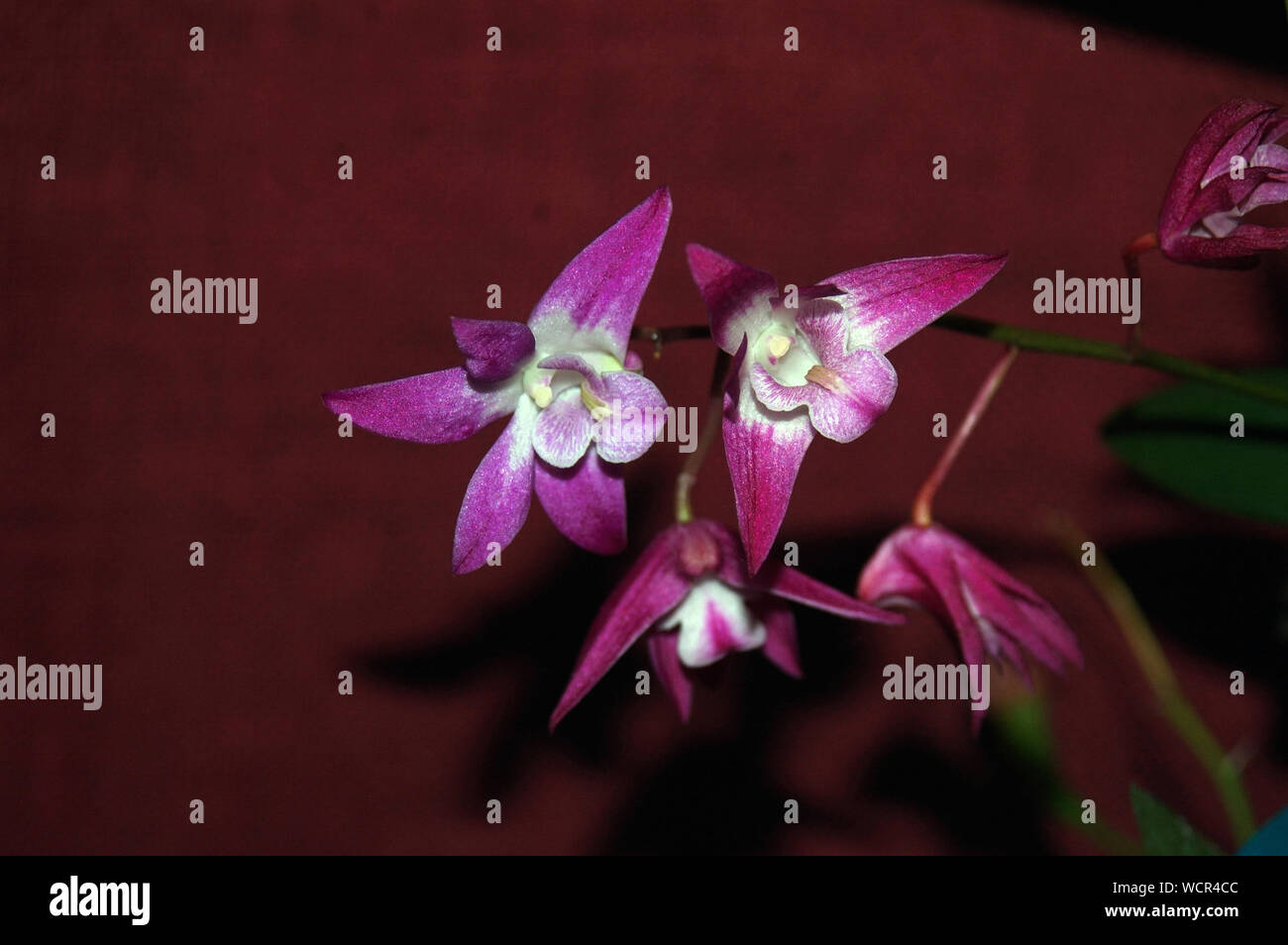 Hybrid orchidee - Dendrobium Cheryl gloria Foto Stock