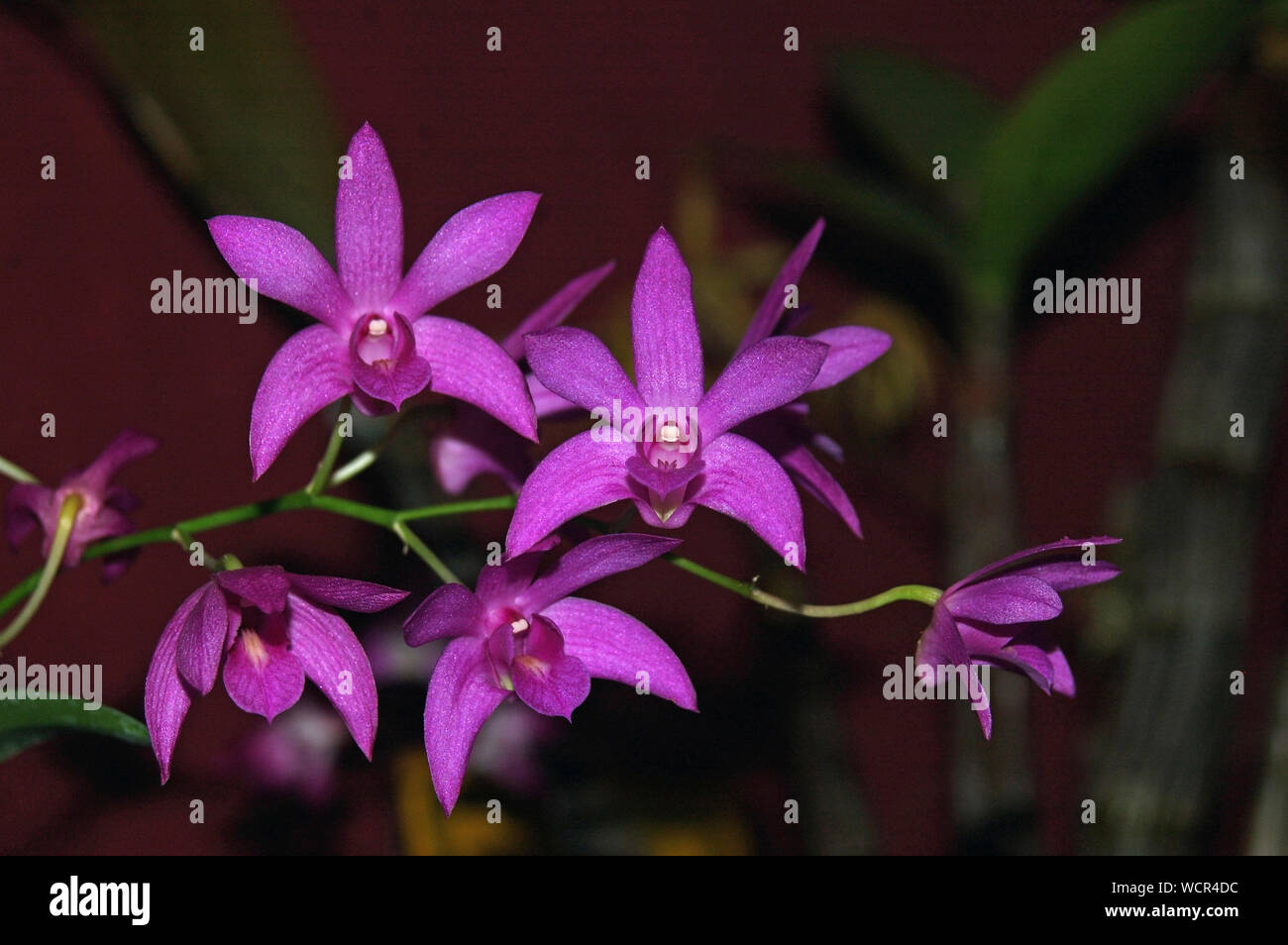 Hybrid orchidee - Dendrobium yondi x bigibbum Foto Stock