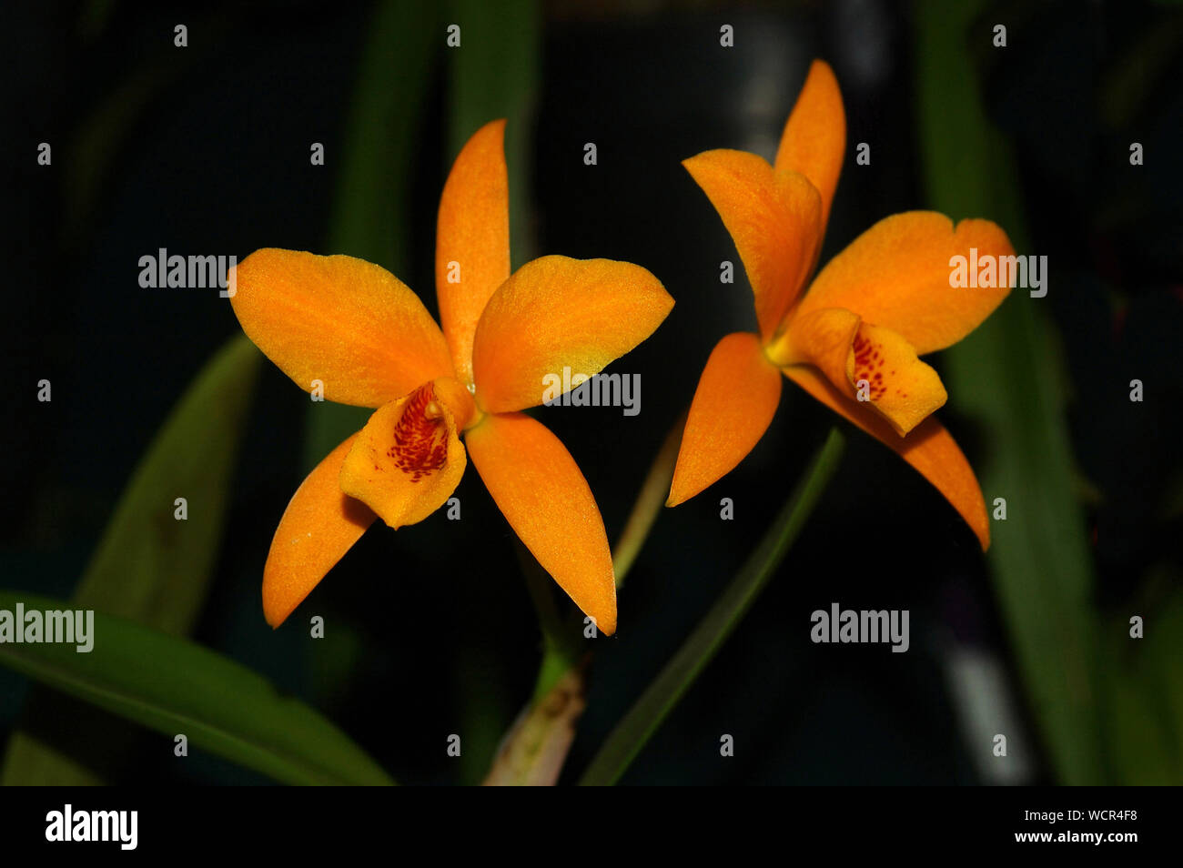 Vivido arancione orchidee - Cattleya orchidglades mandarino Foto Stock