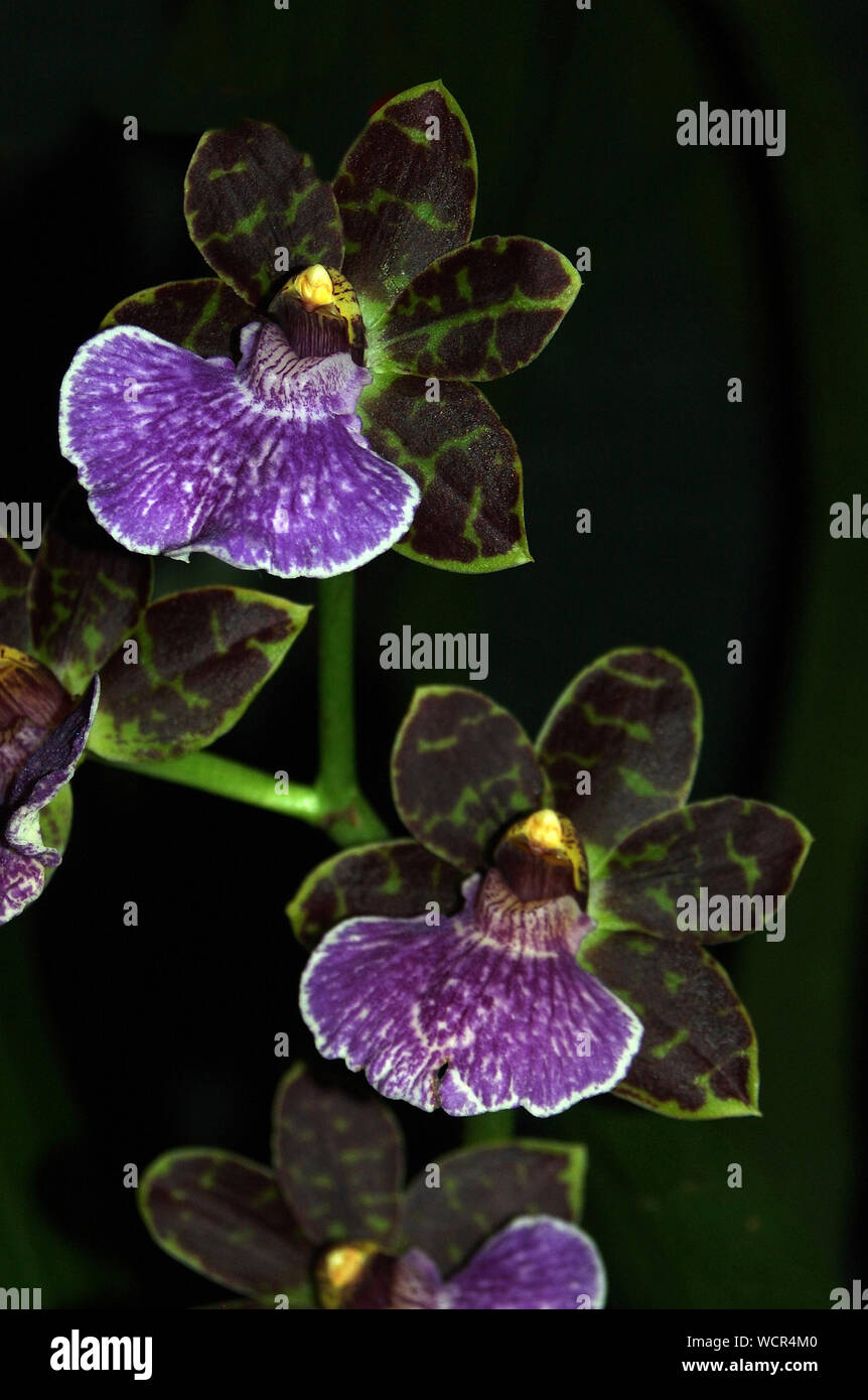 Zygopetalum orchidee si verificano nelle foreste umide a bassa- a metà-elevazione regioni del Sud America, con la maggior parte delle specie in Brasile. Foto Stock