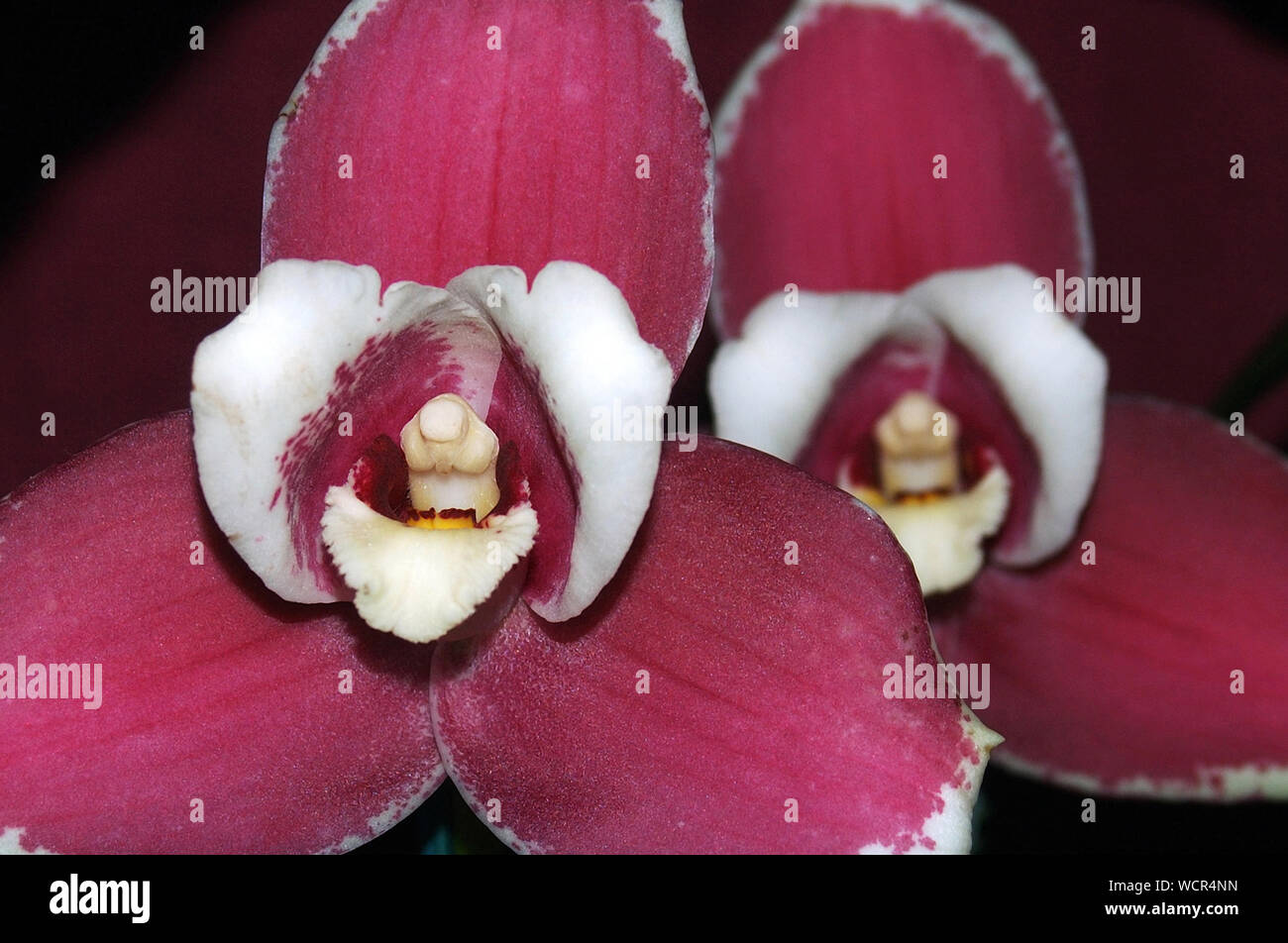 Orchidee viola - Lycaste Alwina Miller Foto Stock