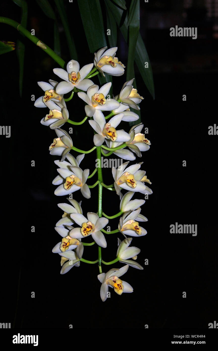 Le orchidee bianche su sfondo nero - Cymbidium occuperà's whitsell Foto Stock