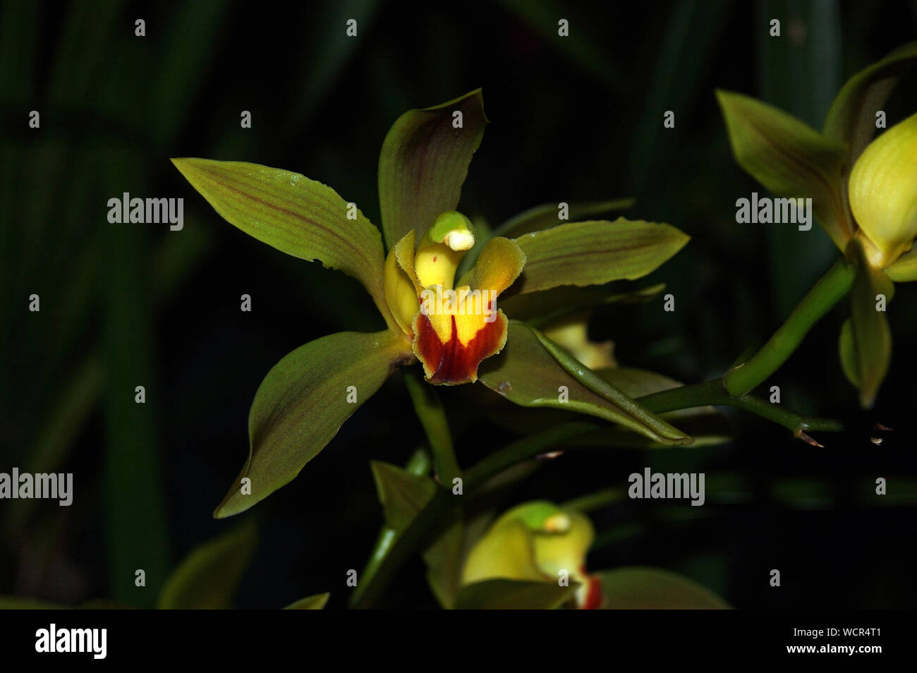 Verde lowlanum Cymbidium orchidee Foto Stock