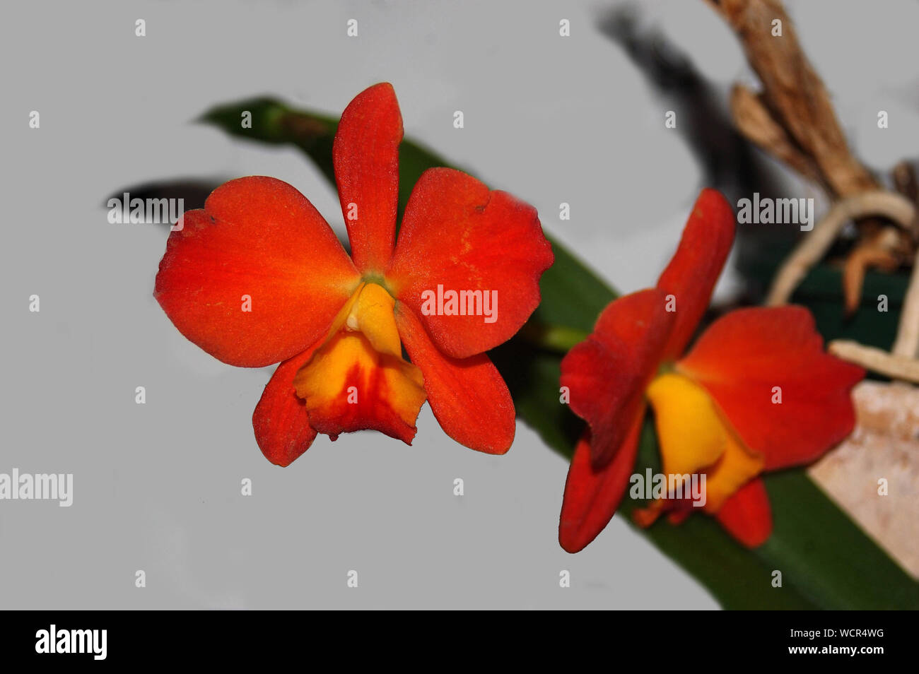 Orange cattleya orchidee su sfondo grigio Foto Stock