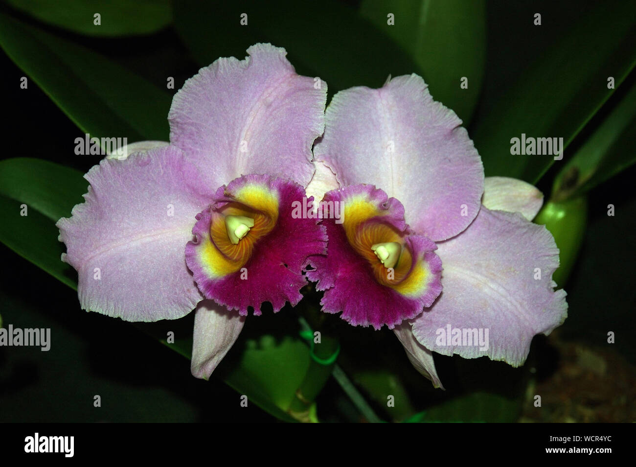 Malva di cattleya orchidee su sfondo nero Foto Stock