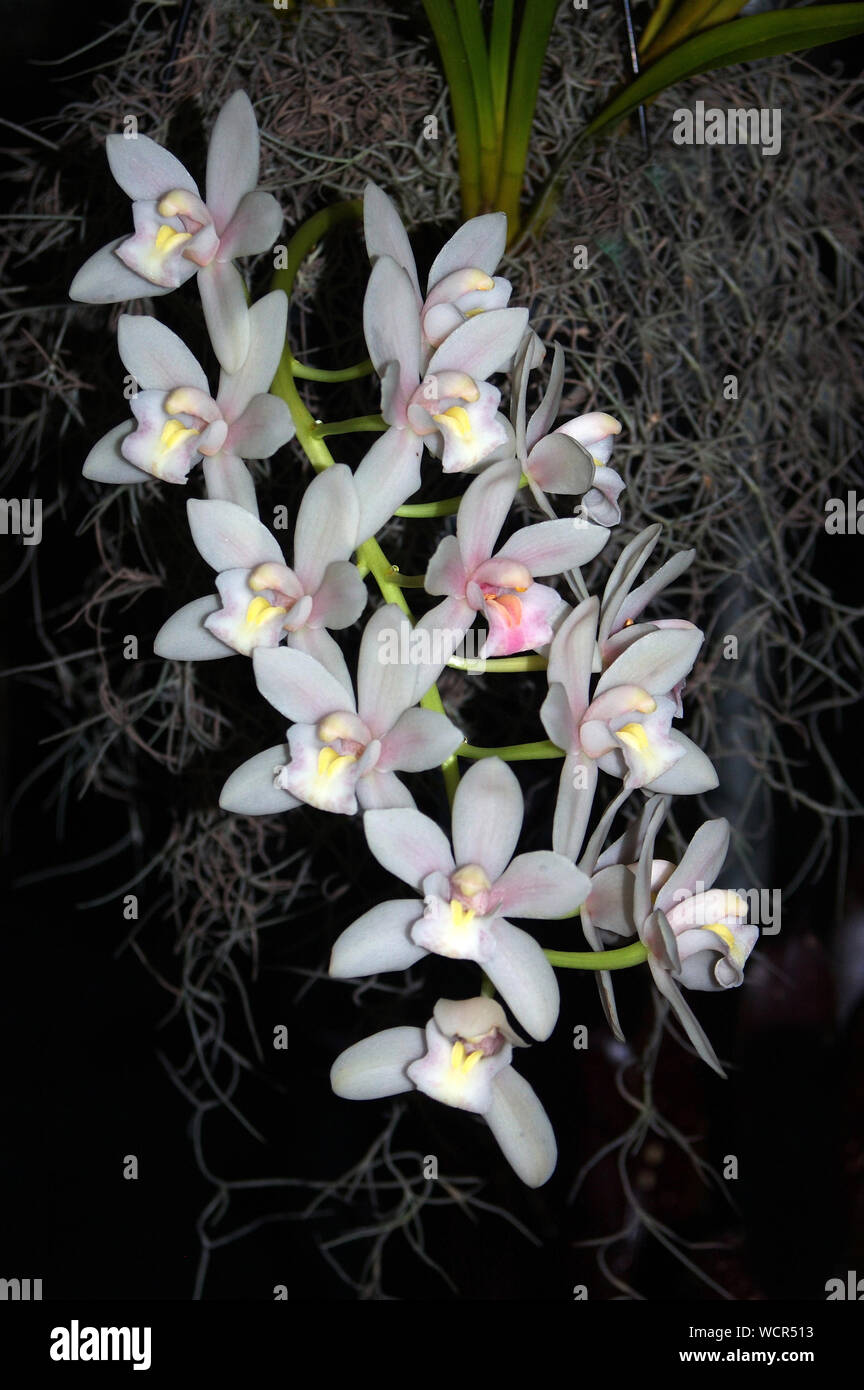 Orchidee ibrido su sfondo nero - Cymbidium Sarah Jean vapore Foto Stock