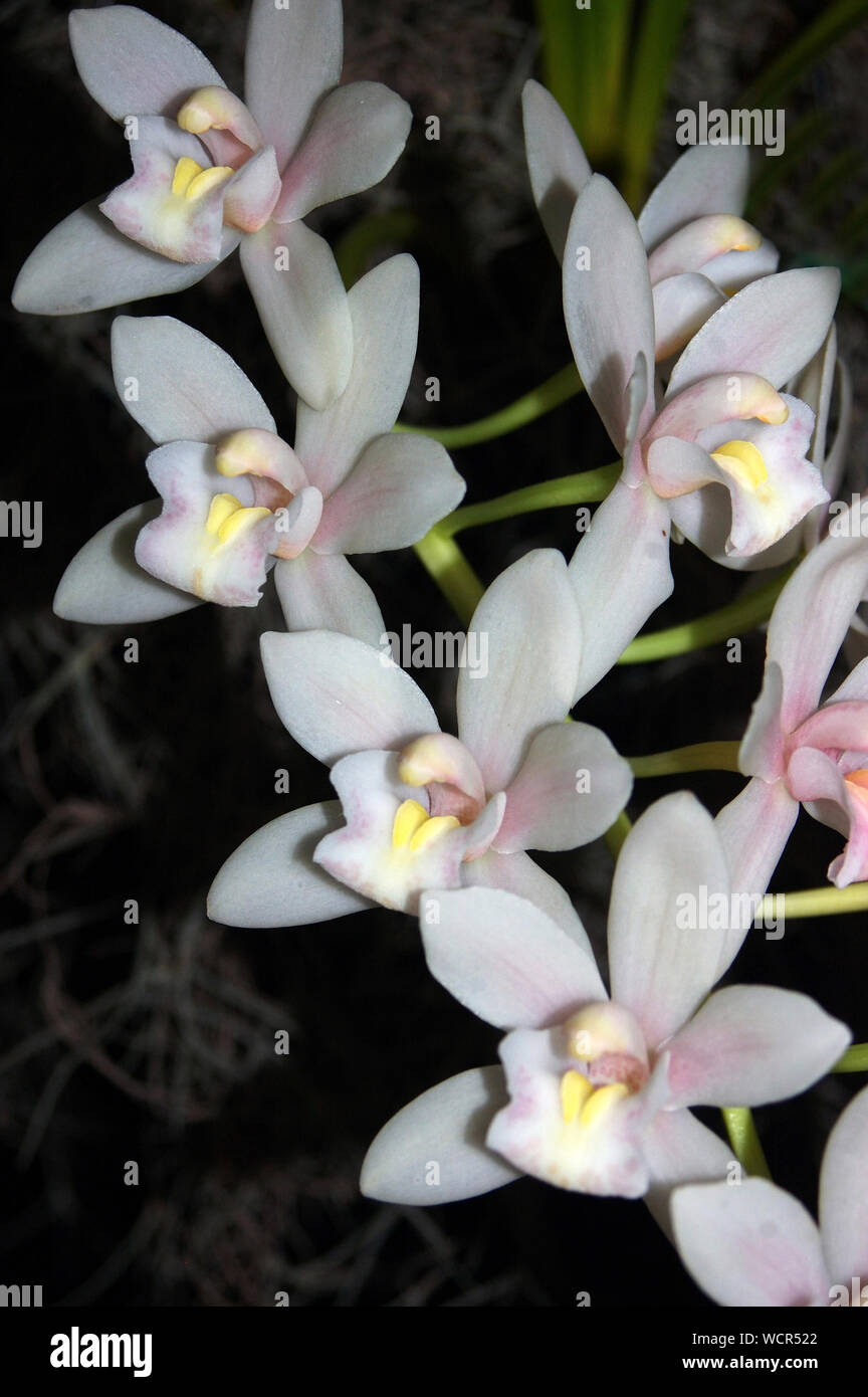 Orchidee ibrido su sfondo nero - Cymbidium Sarah Jean vapore Foto Stock