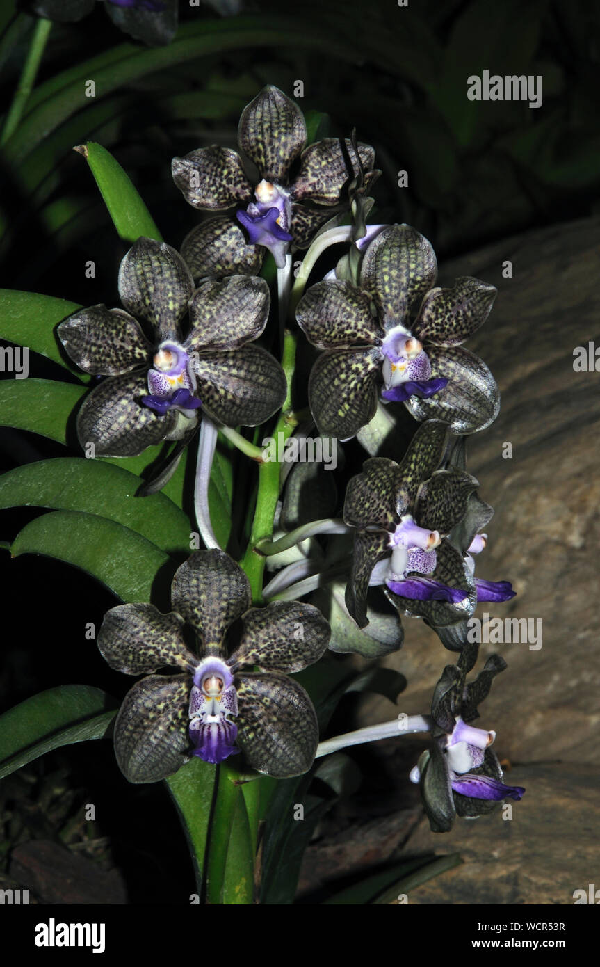 Nero e viola orchidee Foto Stock