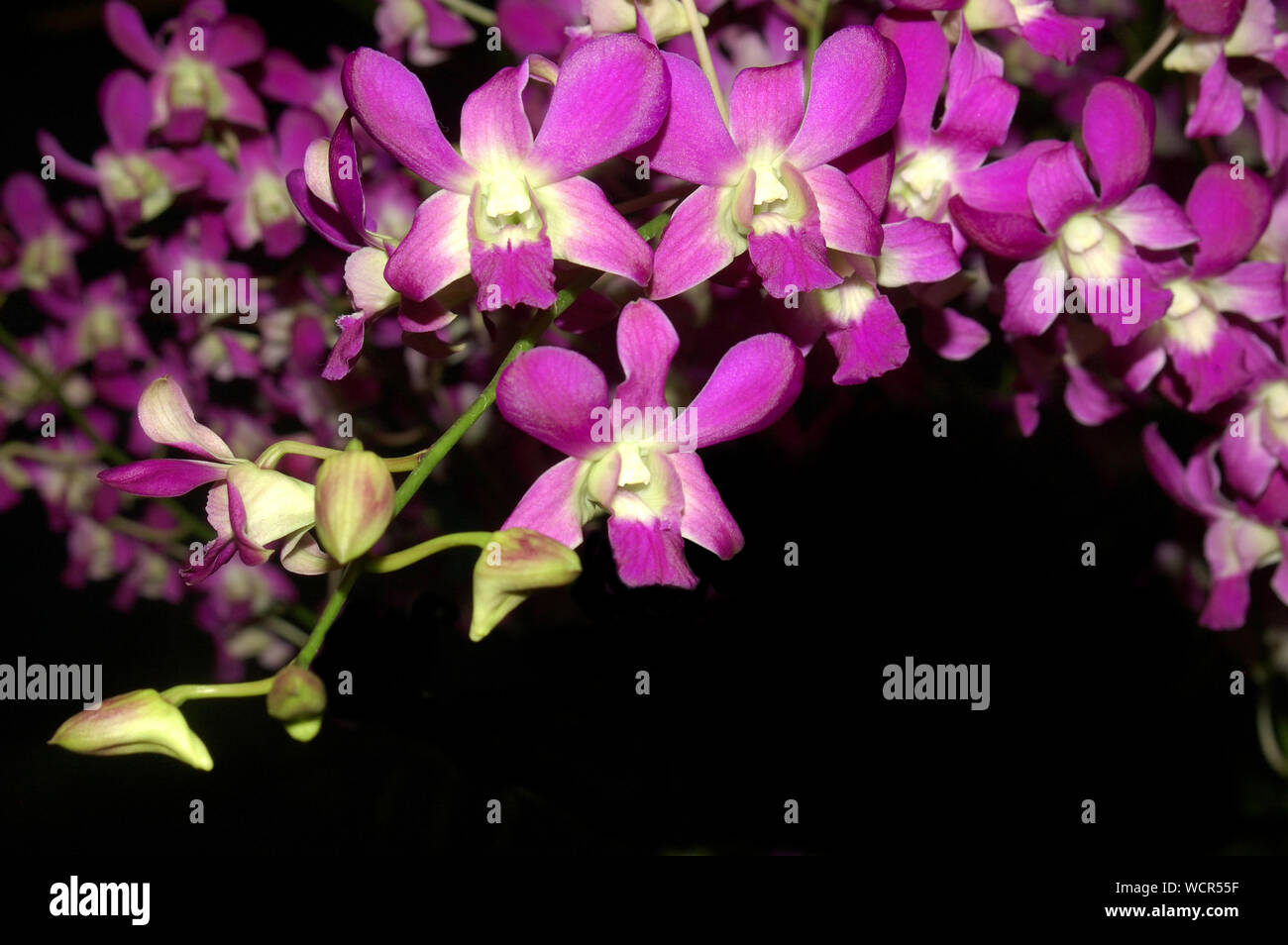 Masse di orchidee viola su sfondo nero Foto Stock