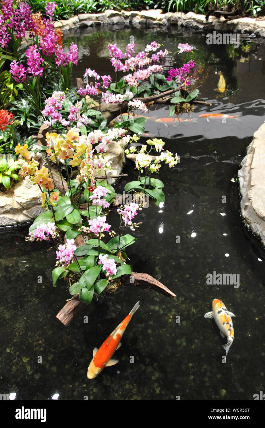 Orchidee sul display intorno a un laghetto di pesci rossi Foto Stock