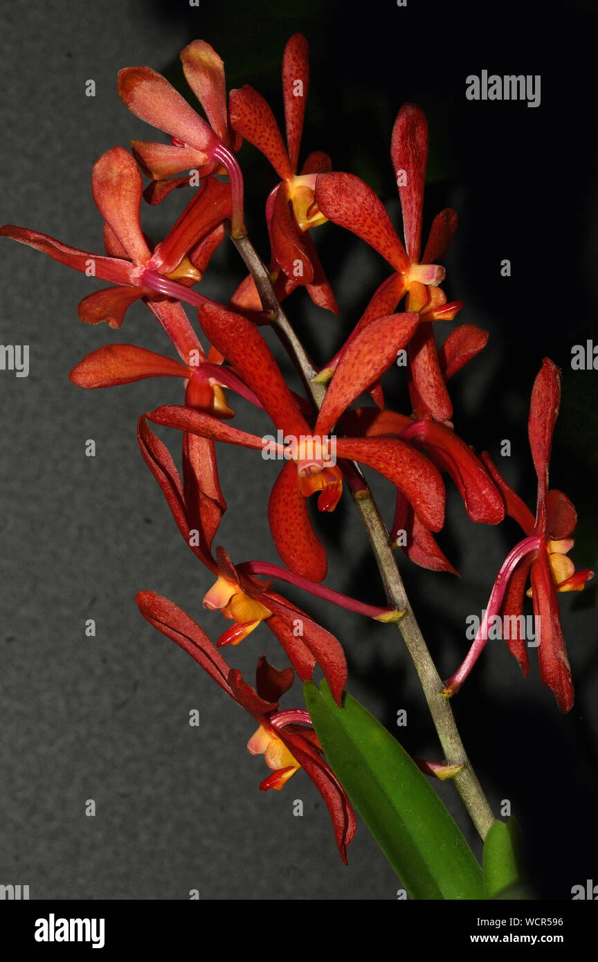 Red aranda orchidee su sfondo nero Foto Stock