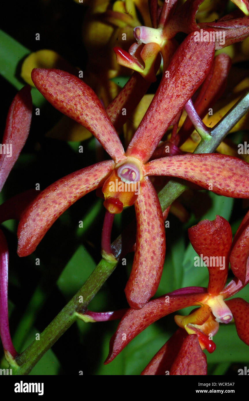 Red aranda orchidee sono un intergeneric ibrido tra i generi di orchidee Arachnis e Vanda Foto Stock