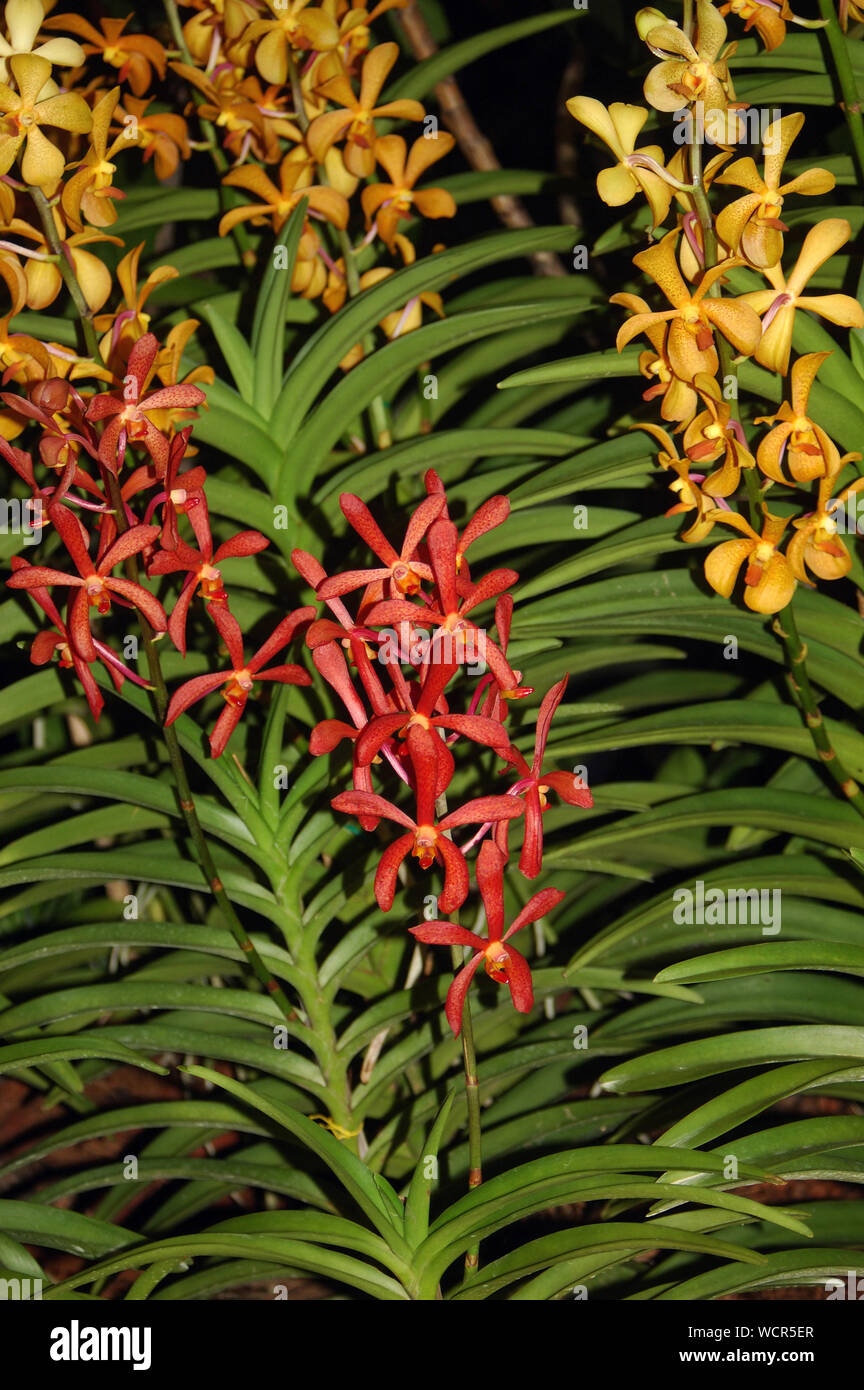 Visualizzazione di giallo e rosso aranda orchidee Foto Stock