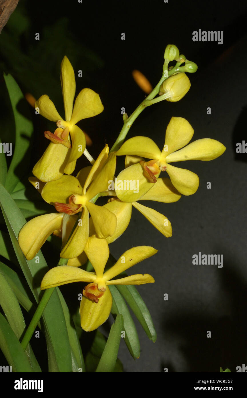 Display del giallo aranda orchidee Foto Stock