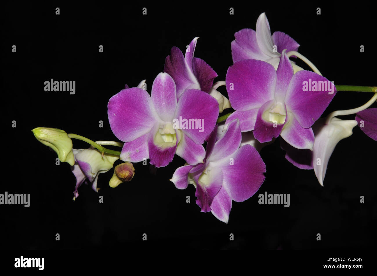 Bianco e viola orchidee su sfondo nero Foto Stock