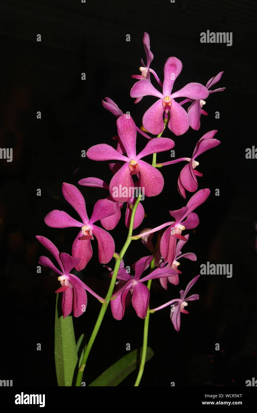 Visualizzazione di viola aranda orchidee Foto Stock