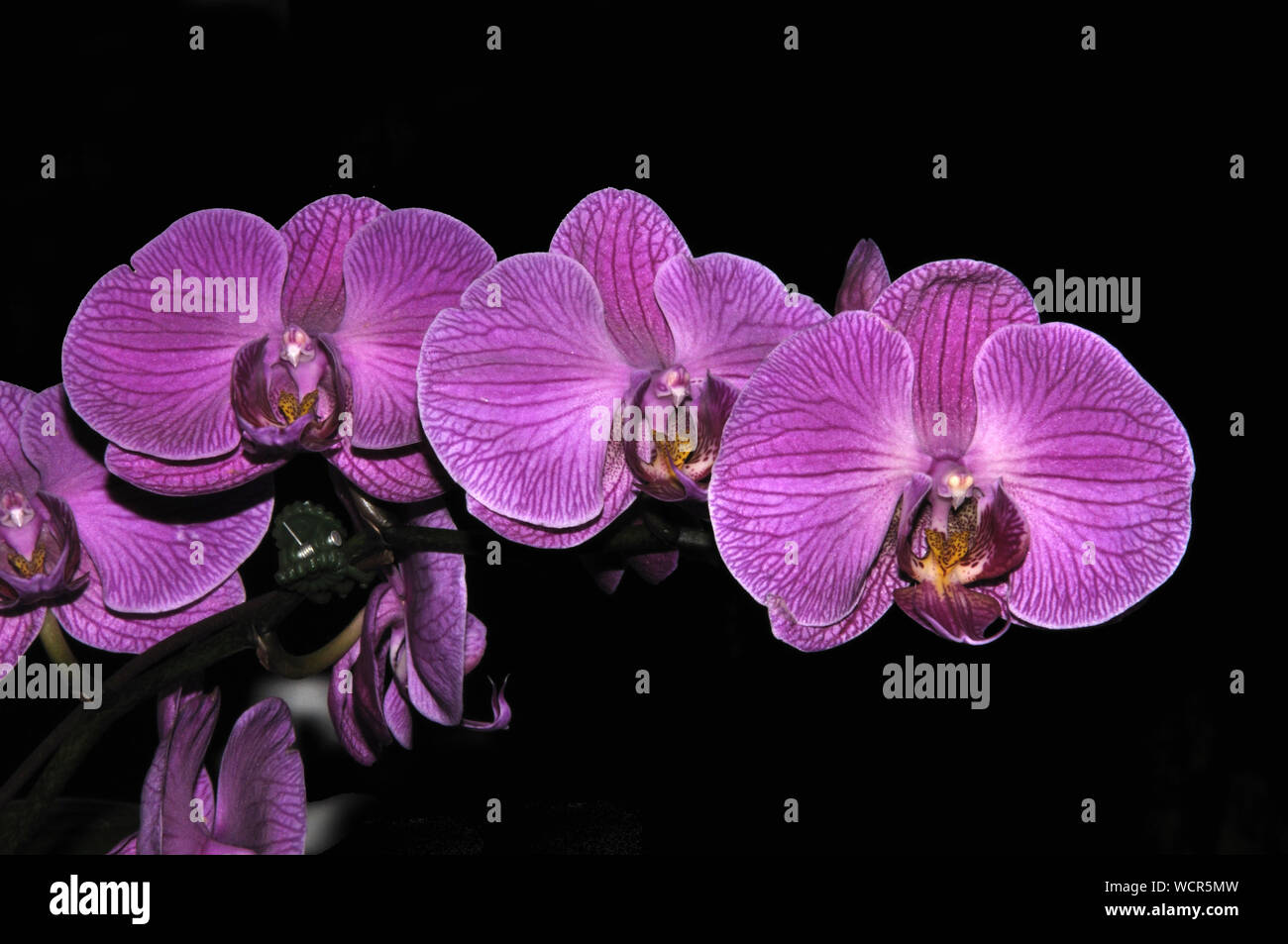 A strisce viola orchidee Phaleonopsis su sfondo nero Foto Stock