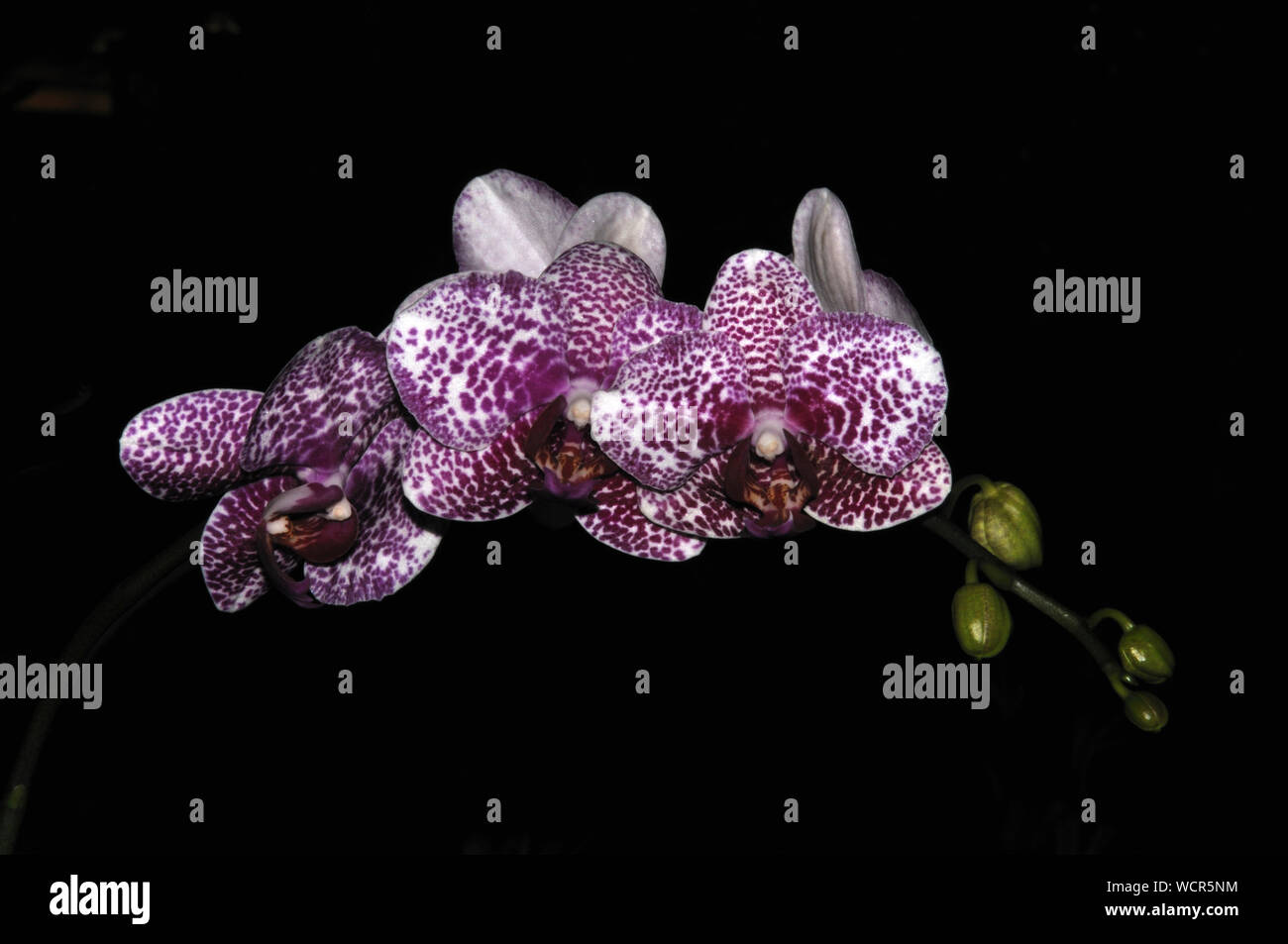 Bianco e viola maculato orchidee Phaleonopsis su sfondo nero Foto Stock