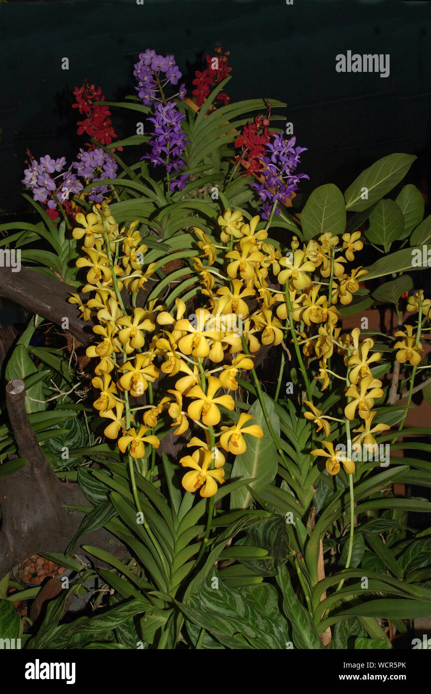 Display del giallo, viola e rosso aranda orchidee Foto Stock