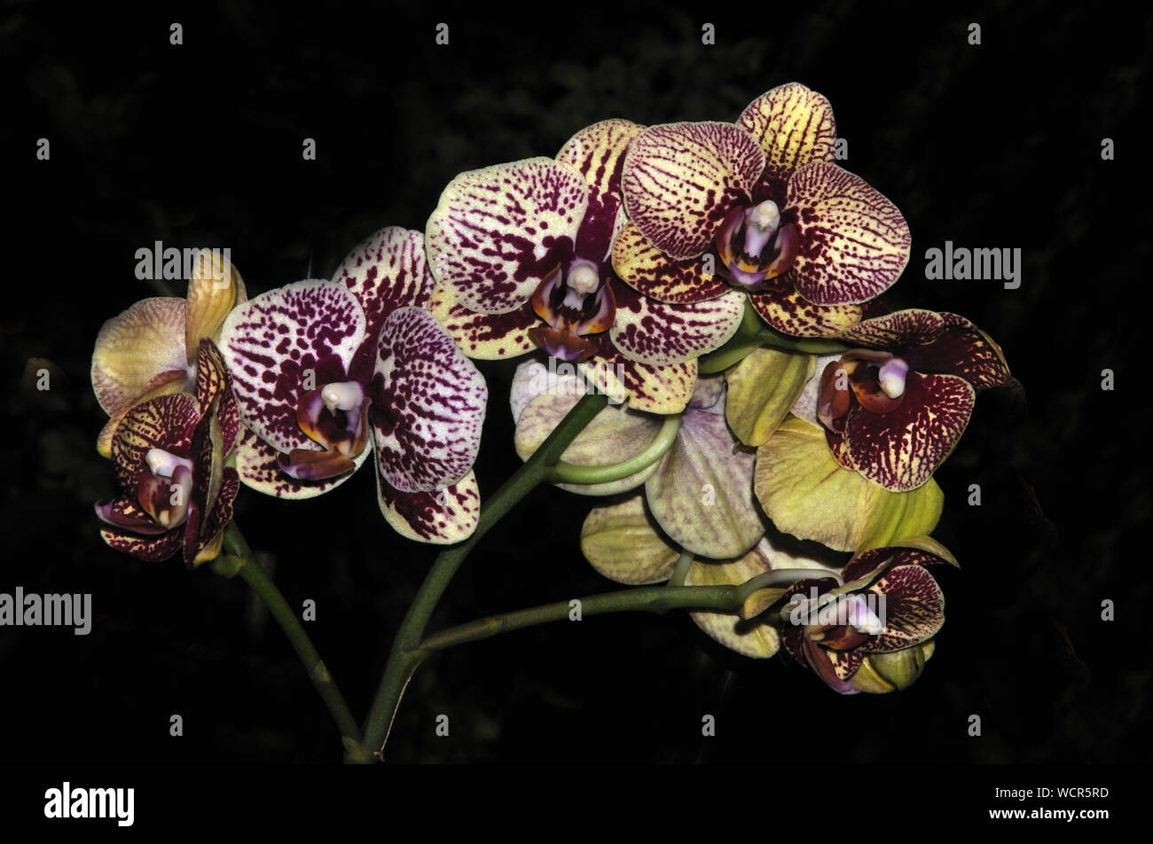 Colorate orchidee Phaleonopsis su sfondo nero Foto Stock