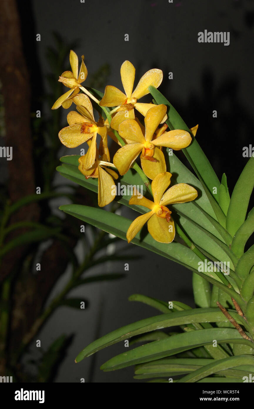 Display del giallo aranda orchidee Foto Stock