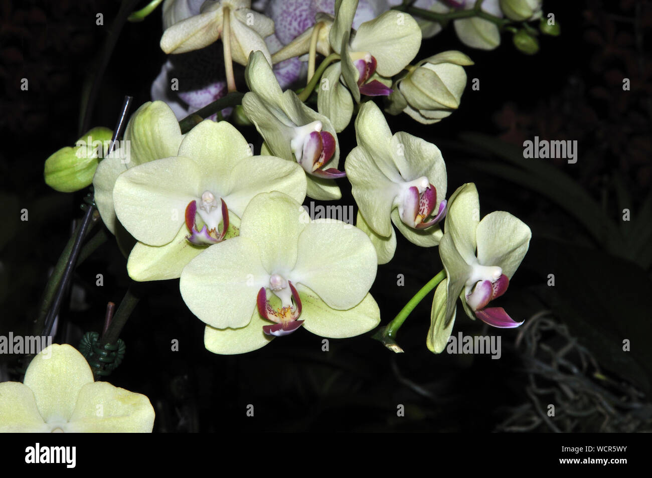 Bianco orchidee Phaleonopsis Foto Stock