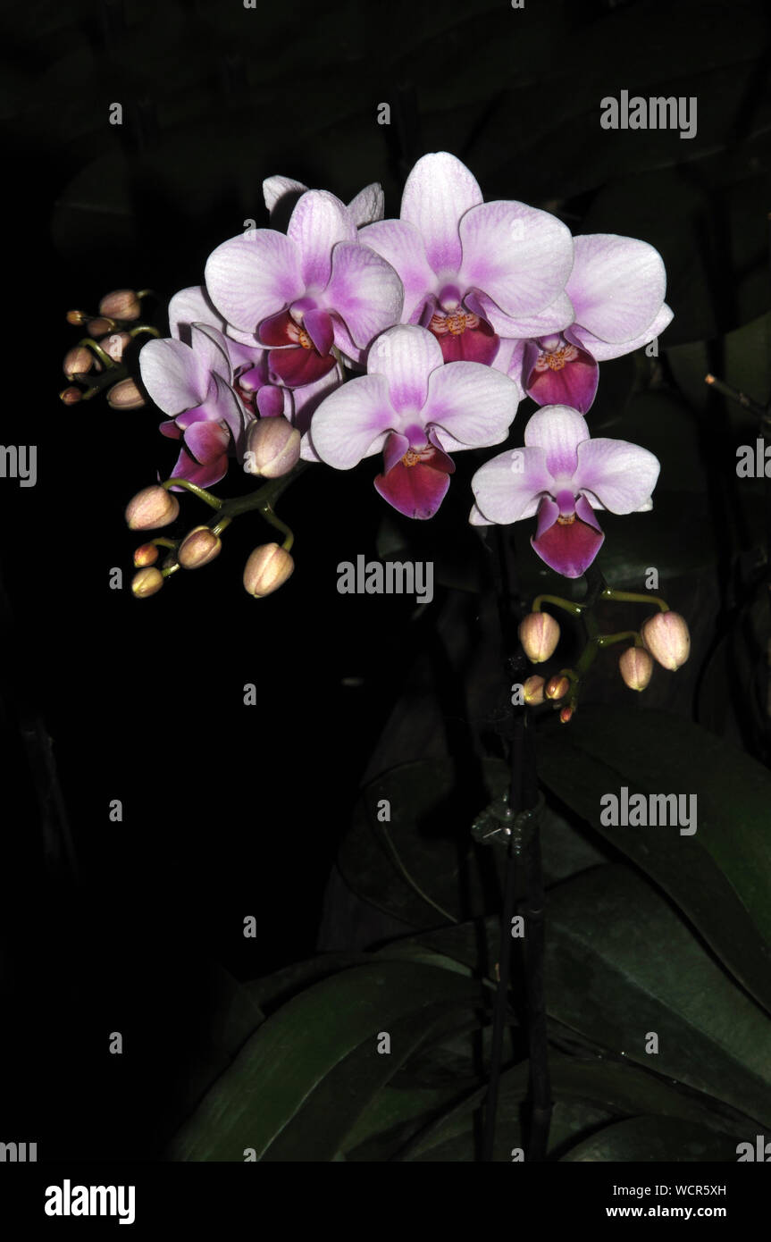 Rosa e Bianco orchidee Phaleonopsis su sfondo nero Foto Stock