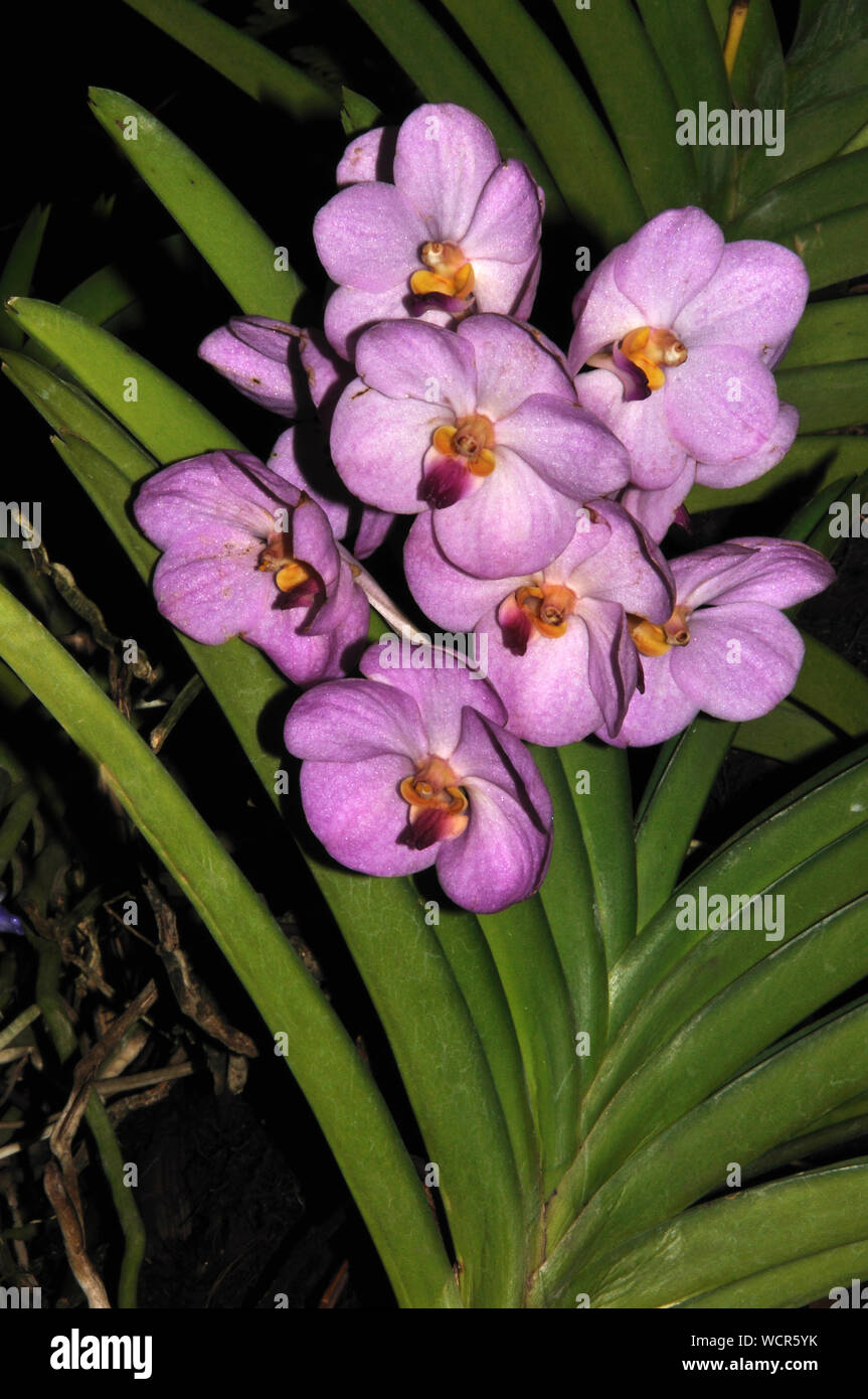Grandi orchidee rosa , probabilmente dendrobiums Foto Stock