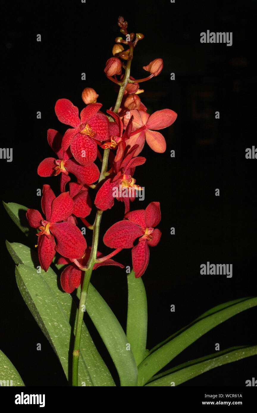 Display rosso di aranda orchidee Foto Stock
